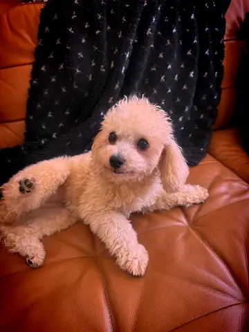 Adorable Female Maltipoo Looking for a Loving Home 🐶  We are looking for a loving and responsible f