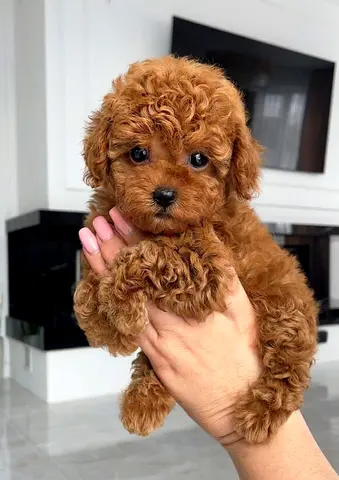 Toy poodle