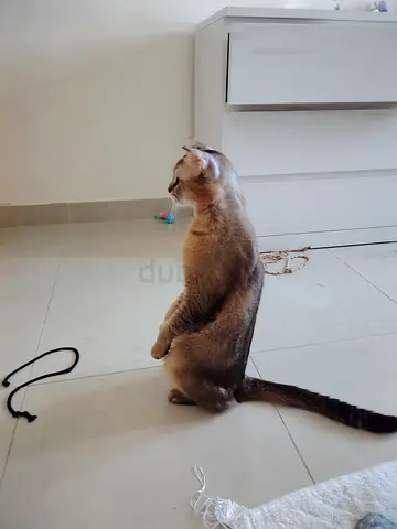 Scottish Fold male cat (10 months old) for free adoption