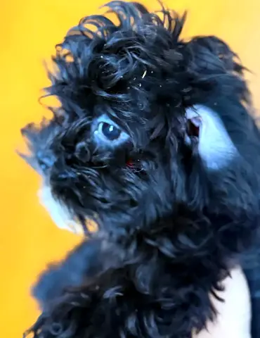 Maltipoo puppy