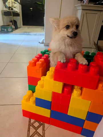 Male Pomeranian, 6 months old, available for adoption in Abu Dhabi.
