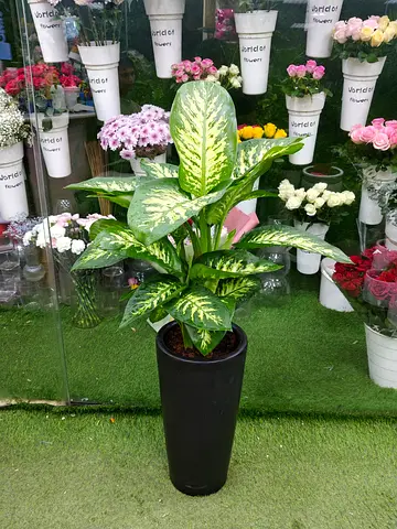 Dieffenbachia (Dumb Cane) Indoor Plant in Tall Black Pot - Healthy