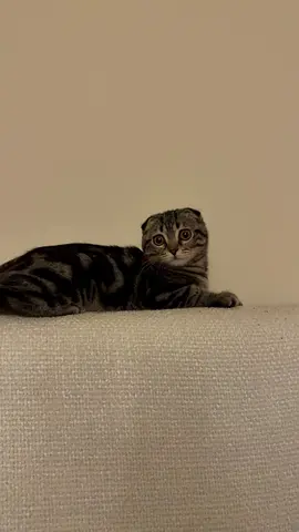 Cats for adoption
