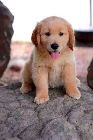 Golden Retriever puppies
