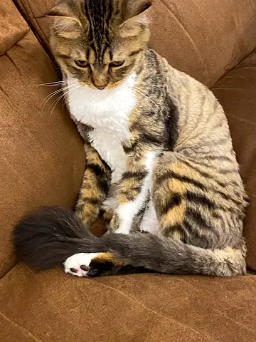 Female cat