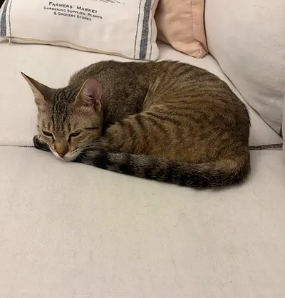 Sweet Female looking for a Forever and Lovely Home
