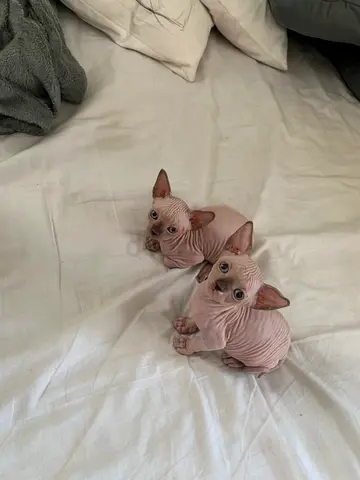 قط  فرعوني صغير لطيف sphynx cat kitten……