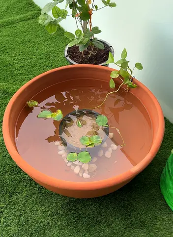 Lotus Pond FOR SALE with Lotus Seeds