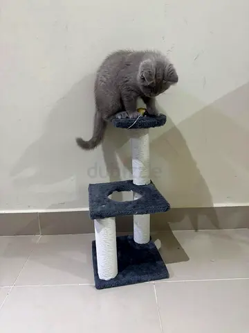 Cat Tree  Scratching Post with Hanging Toy