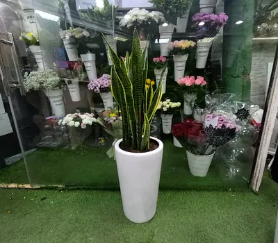 Tall Snake Plant (Sansevieria) in White Ceramic Pot - Ready to Go