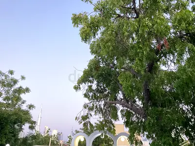 Room for rent in spacious villa in Jumeirah 2