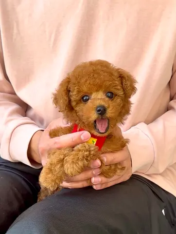 Adorable Toy Poodle Puppy - Ready for a Loving Home