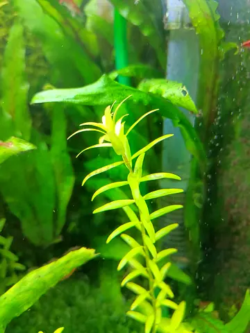 Live aquarium plant (stem) - healthy green stem for freshwater tank