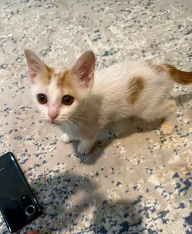 Kitten for free adoption