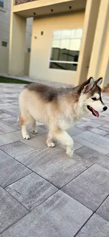 Friendly Husky looking for new home