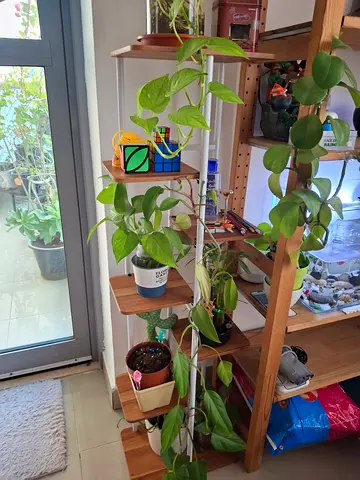 Wooden ladder shelf