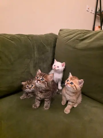 4 Gorgeous Scottish Mix British short hair kittens looking for their forever homes