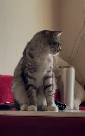 Friendly long-haired silver tabby cat looking for a new home