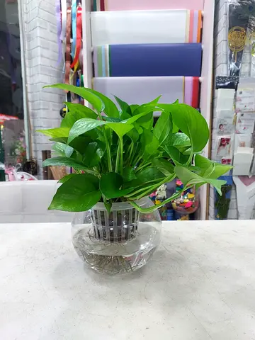 Money Plant in Glass Vase - Ready for Home or Office