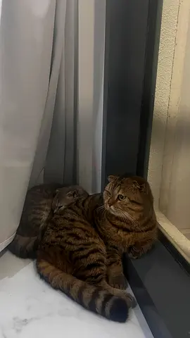 Cat siblings