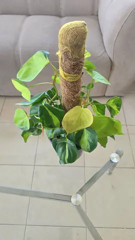 Potted Philodendron Brazil Indoor Plant with Moss Pole