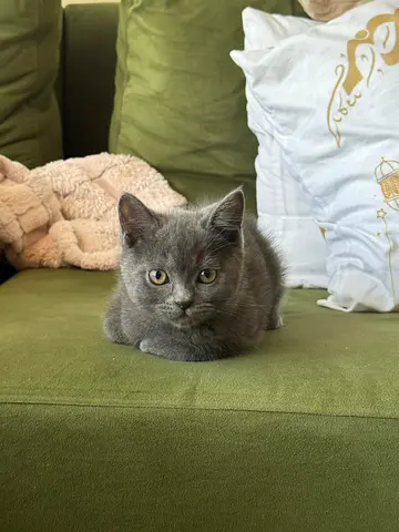 3 Gorgeous British Shorthair Blue Point Kittens Male Looking for a loving home