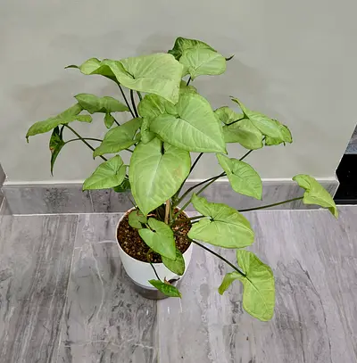 Syngonium (Arrowhead) indoor potted plant - healthy light green foliage