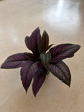 Persian Shield Plant – Vibrant Purple Indoor Beauty | AED 185 | UAE