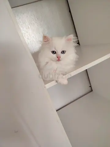 Cute white Persian cat( free adoption)