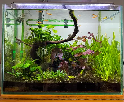 Planted Aquarium with canister filter  Co2 tank [no fish]