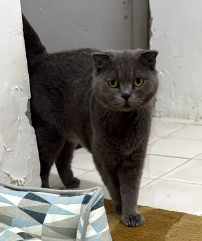 Friendly grey British Shorthair-looking cat available for adoption