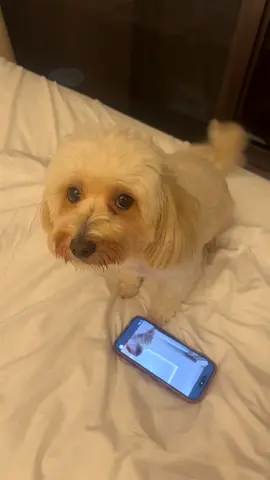 Maltipoo