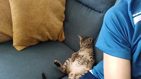 Kitten for free adoption