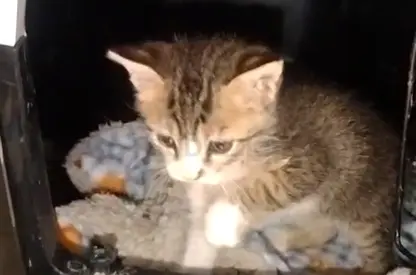 Male cat for adoption free