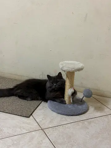 Cat adoption(free)