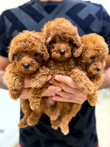 ❤️Luxury teacup poodle❤️