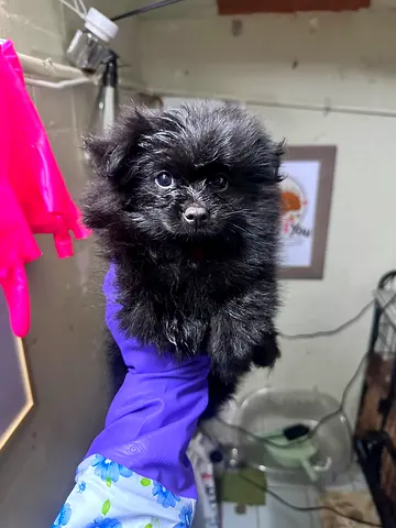 Tiny black Pomeranian puppy — friendly, healthy, ready for a home