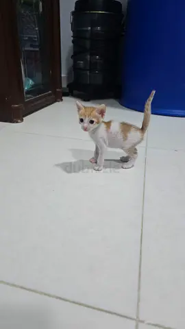 Ginger young kitten free to a good home