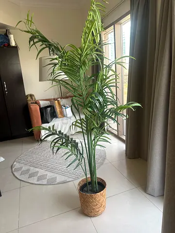 Decorative interior plant