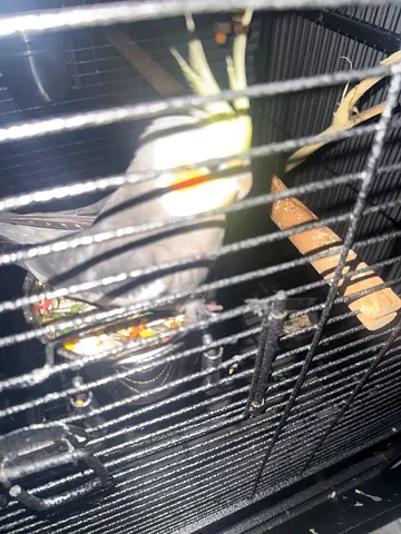 Beautiful Cockatiel for Adoption