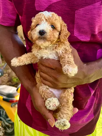 Toy poodle pyppy