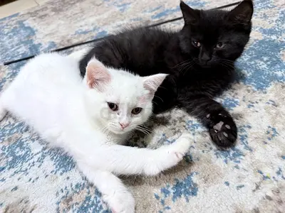 cats for free