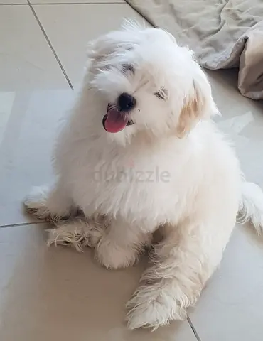 Maltese puppy looking for loving home