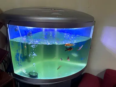 Used Bowfront Aquarium Fish Tank with Hood and Lighting