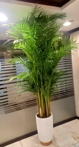 Tall Areca Palm in White Ceramic Planter - Indoor Office Plant