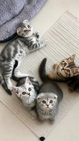 Kittens