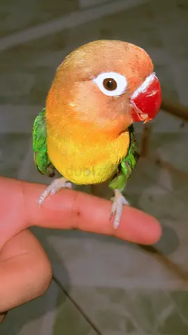 Pets