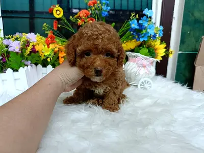 Toy Poodle puppies Available