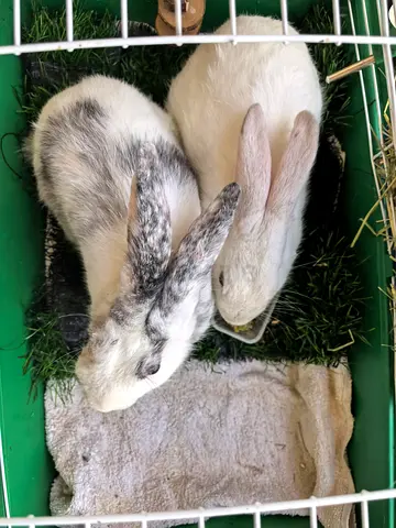 Rabbits for adoption