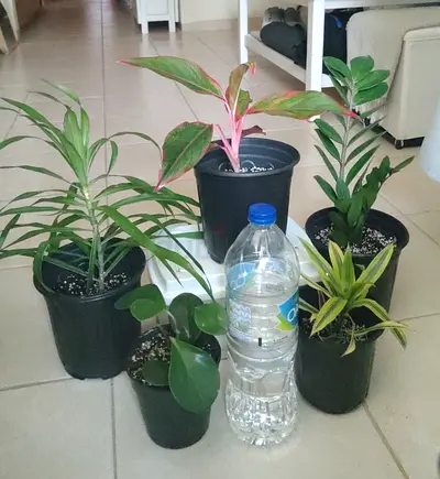 Take all 5 easy to take care  indoor plants Final price , last price , best price  60 dhs only